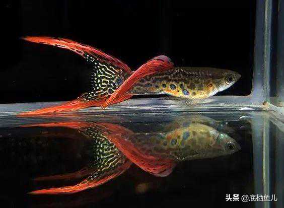 新手养鱼“逢鱼必挂”，碰上鱼病高发期，这波学费真疼