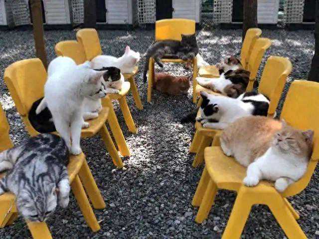独居的猫为啥要定期“开会”，在密谋啥？