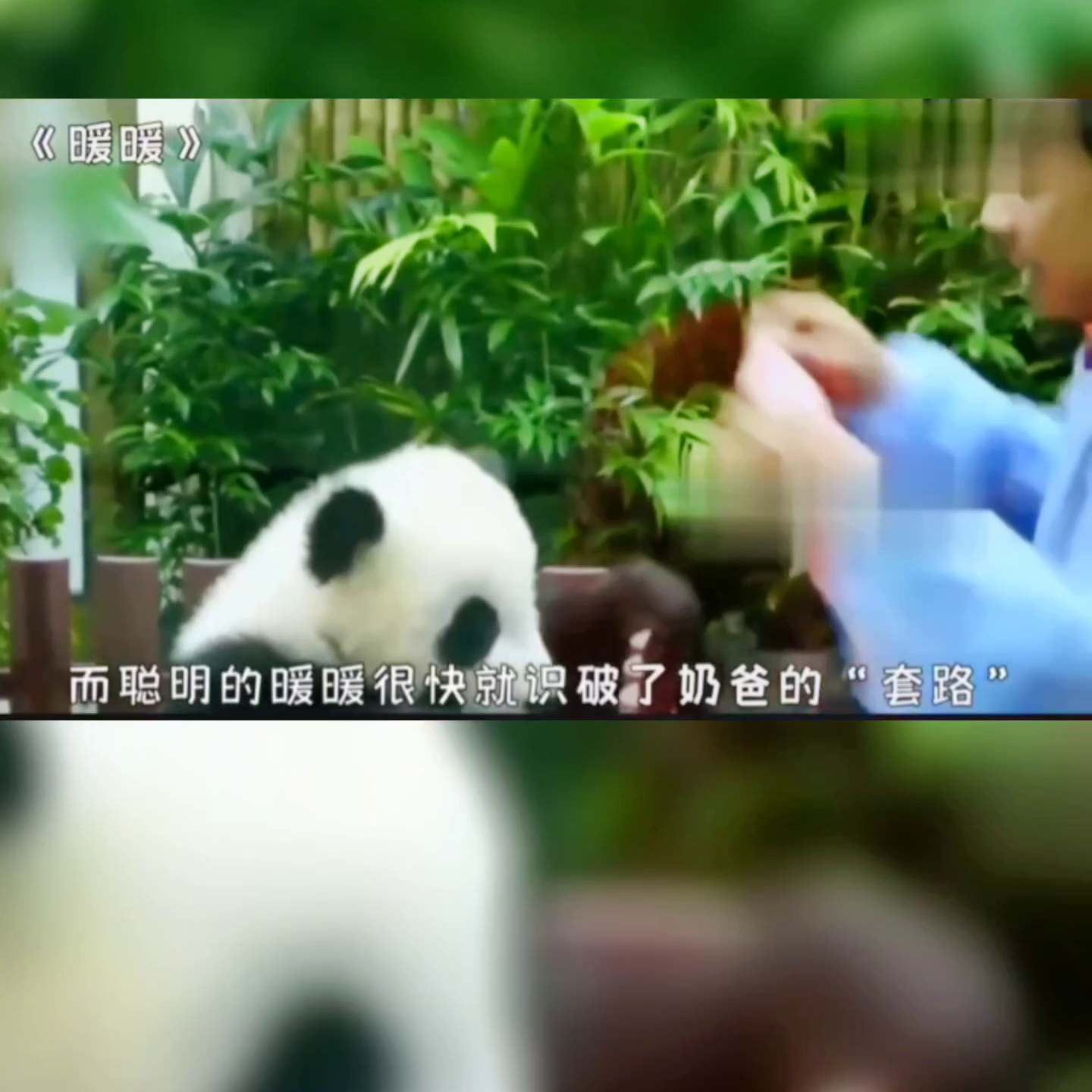 暖暖真的好可爱怎么下的去手👿👿#点赞加关注