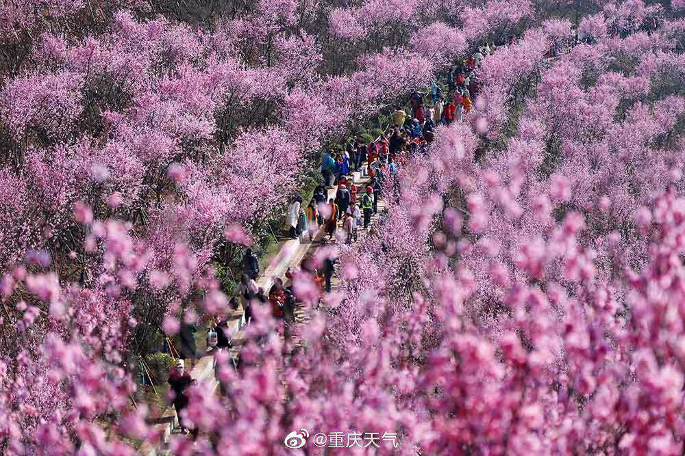 越来越暖和！重庆奉节15时气温直逼16℃