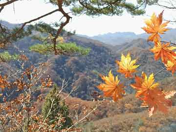 春节临近价格回暖 临沂二手车市场全年表现低迷